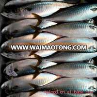 Frozen Chub Mackerel and Pacific Mackerel Scomber Japonicus