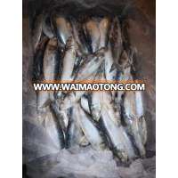 WR 8-10 pcs frozen sardine sardinella for market selling