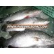 Barramundi fish, fish, Seafood, Frozen Seafood