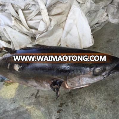 2018 new Product Frozen Tuna Fish Yellowfin