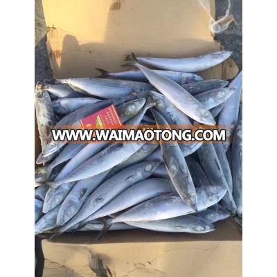 new coming Frozen north Pacific Mackerel Fish for sale