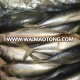 Ready stock Pacific mackerel scomber japonicus Chub mackerel on hot sale