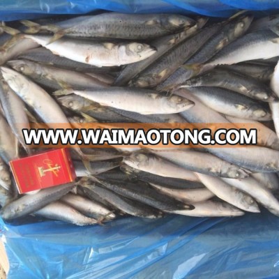 2018 new arrival land frozen pacific mackerel 8-10pcs/kg high quality