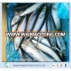 Frozen Scomber Japonicus Frozen Pacific Mackerel Seafood