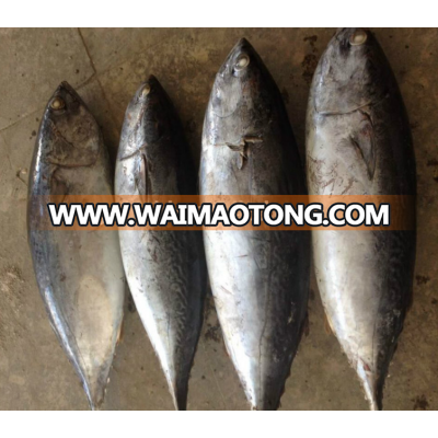 2018 high quality 400-700g Frozen fresh tuna Whole Round Bonito for sale