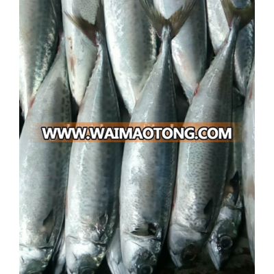 2018 Frozen pacific Mackerel 500g+ with good quality for market hot sale