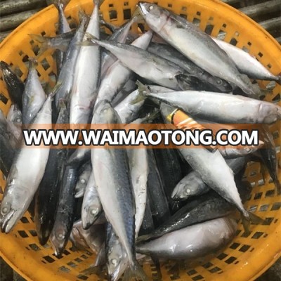 Frozen whole round pacific mackerel 70-80pcs/ctn for sale