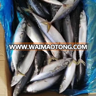 2018 Frozen Pacific Mackerel 200-300g Scomber japonicus