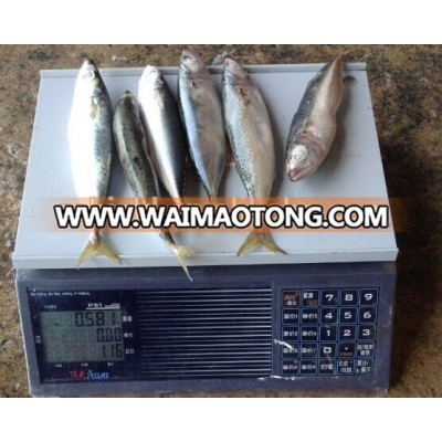 2016 Newly Frozen Pacific Mackerel Fish Whole Round 10-12pcs/kg