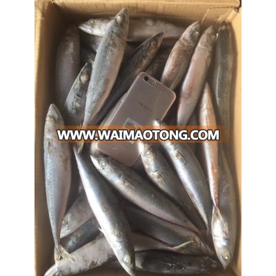 2017 new whole round 6-8pcs/kg frozen pacific mackerel hot sale