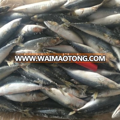 New unloading Frozen pacific mackerel 8-12pcs/kg for canning