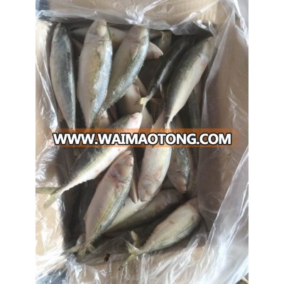 2017 Top quality Frozen Indian Mackerel for market