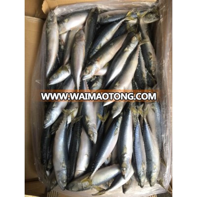 8-10pcs/kg Frozen Pacific Whole Round Mackerel