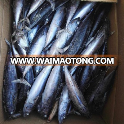 Sea Frozen bonito tuna whole round