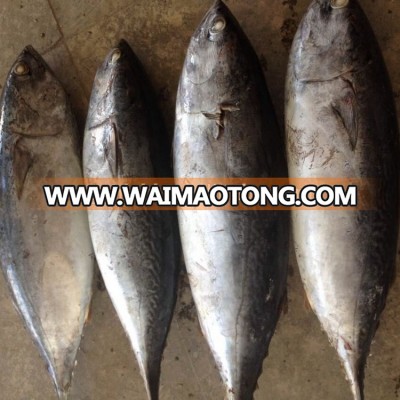 Top quality 750g up frozen bonito tuna for market