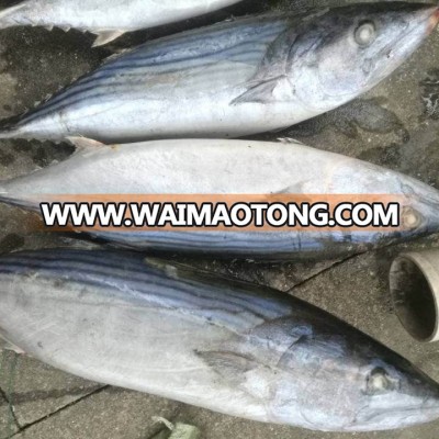 2018 new coming oriental bonito/ striped bonito / bonito tuna fish low price good quality