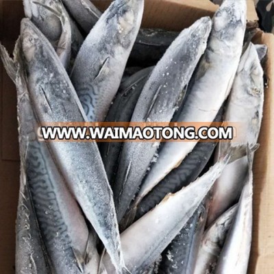 NEW LANDING FROZEN NORTH PACIFIC MACKEREL SEA FROZEN 300-500G