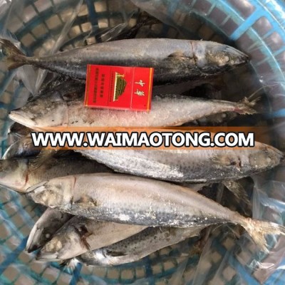 400-600g/pcs sea frozen whole pacific mackerel for market