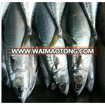 2018 Frozen pacific Mackerel 300-400g for market hot sale