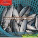 Available Stock of Seafrozen Pacific Mackerel Scomber Japonicus 200-300G