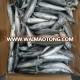 High quality frozen bonito 150-250g for sale