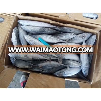 2017 new coming Frozen Whole Round Bonito for sale