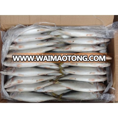 Frozen mackerel 6-8pcs/kg newly processed in China