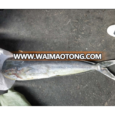 Fresh WR fish for mahi mahi whole round, fillet, 1-5kg