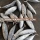 Grade WR frozen bonito seafood product