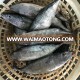 Supply dried seafood frozen oriental bonito in good price